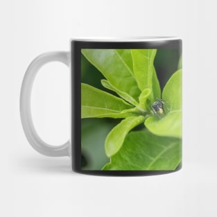 Unique and organic photo of a Myrmarachne Ant mimic spider with food Mug